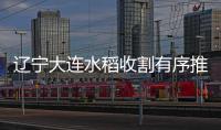 遼寧大連水稻收割有序推進 秋收進入收尾階段