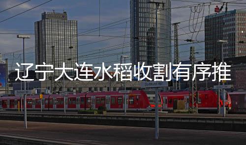 遼寧大連水稻收割有序推進 秋收進入收尾階段