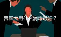 貴賓犬用什么消毒最好？貴賓犬的洗護