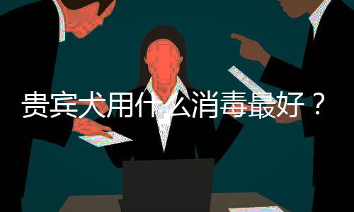 貴賓犬用什么消毒最好？貴賓犬的洗護