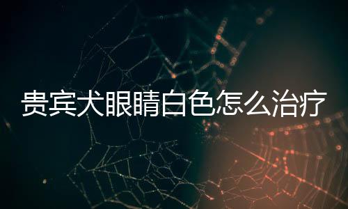 貴賓犬眼睛白色怎么治療好？貴賓犬的眼睛有層白霧
