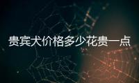 貴賓犬價格多少花貴一點，貴賓犬價格多少花貴一些
