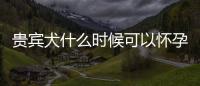 貴賓犬什么時候可以懷孕？貴賓犬什么時候成年