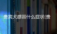 貴賓犬感冒什么癥狀(貴賓犬發(fā)燒了什么癥狀)