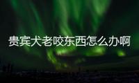 貴賓犬老咬東西怎么辦?。抠F賓犬咬主人是怎么回事