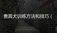 貴賓犬訓(xùn)練方法和技巧（貴賓犬訓(xùn)練方法）