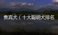 貴賓犬（十大聰明犬排名）