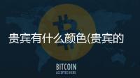 貴賓有什么顏色(貴賓的特點和特征)