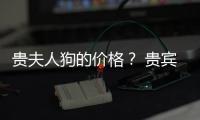 貴夫人狗的價格？ 貴賓狗價格及