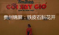 貴州錦屏：鐵皮石斛花開迎客來