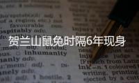 賀蘭山鼠兔時隔6年現(xiàn)身 親眼看見完全需要“憑運(yùn)氣”！