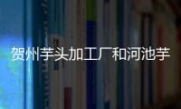 賀州芋頭加工廠和河池芋頭種植基地的情況說明