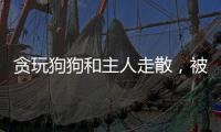 貪玩狗狗和主人走散，被困浮冰上，路過水手舍命相救，運氣真好