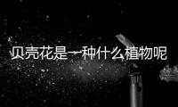 貝殼花是一種什么植物呢 貝殼花有什么作用呢