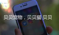 貝貝寵物，貝貝貓 貝貝貓