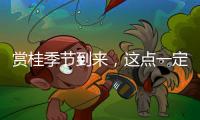 賞桂季節到來，這點一定要記得...