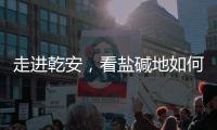 走進乾安，看鹽堿地如何被煉成“肥田”