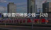 賽級雪納瑞多少錢一只幼犬(賽級雪納瑞是什么意思)