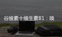 谷維素十維生素B1：喚醒你的能量核心！