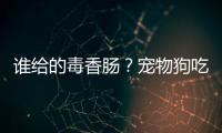 誰給的毒香腸？寵物狗吃下頻死亡