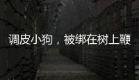 調皮小狗，被綁在樹上鞭打，主人卻很無奈，咬人的狗值得同情嗎？