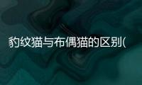 豹紋貓與布偶貓的區別(豹貓和布偶貓哪個好?)
