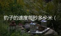 豹子的速度每秒多少米（獵豹地表最快獵食者）
