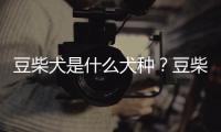 豆柴犬是什么犬種？豆柴犬是什么犬類
