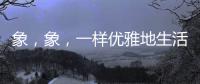 象，象，一樣優(yōu)雅地生活