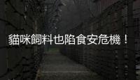 貓咪飼料也陷食安危機！獸醫師揭「低血鉀癥」常見發生原因與癥狀