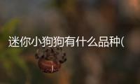 迷你小狗狗有什么品種(迷你小狗怎么做)