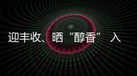 迎豐收、曬“醇香” 入冬“菜籃子”貨足價(jià)穩(wěn)