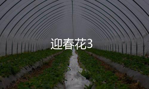 迎春花3