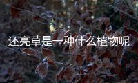 還亮草是一種什么植物呢 還亮草的作用有什么呢