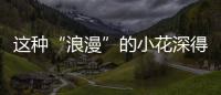 這種“浪漫”的小花深得村民們的喜愛，還能用來調理闌尾炎！