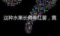 這種水果長(zhǎng)得像紅薯，竟有這種保健功效