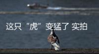 這只“虎”變猛了 實拍瑞虎7自動豪華版