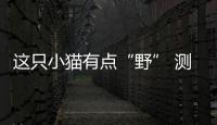 這只小貓有點(diǎn)“野” 測試歐拉白貓小野貓版