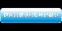 這兩只貓咪雖然年紀很小，但都是狠角色。。。