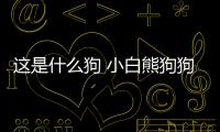 這是什么狗 小白熊狗狗有什么特點