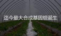 迄今最大合成基因組誕生：非全部密碼子構(gòu)建的