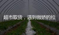 超市取貨，遇到傲嬌的拉布拉多店員，網(wǎng)友：無法溝通，很困擾