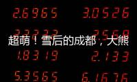 超萌！雪后的成都，大熊貓秒變“糖霜小熊”