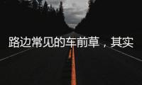 路邊常見的車前草，其實是被列為上品的中藥