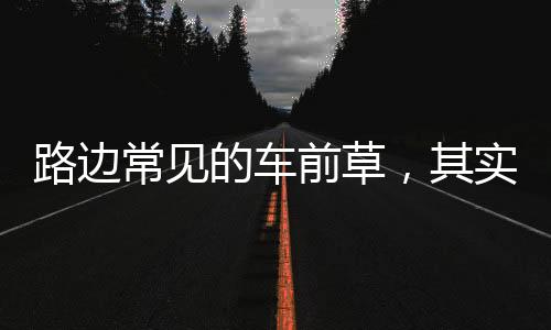 路邊常見的車前草，其實是被列為上品的中藥