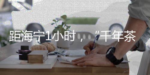 距海寧1小時，“千年茶鎮(zhèn)”揭秘！90%的人沒喝過正宗西湖龍井！
