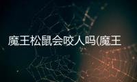 魔王松鼠會咬人嗎(魔王松鼠會亂拉屎嗎)