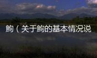 鮈（關于鮈的基本情況說明介紹）