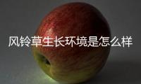 風鈴草生長環境是怎么樣的呢 風鈴草有什么作用呢