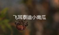 飛耳泰迪小南瓜